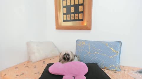 anna online show from March 4, 2:10 pm