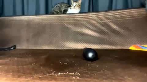 raquel online show from February 11, 11:09 am