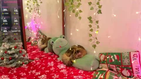 christy memeow online show from December 14, 8:03 pm