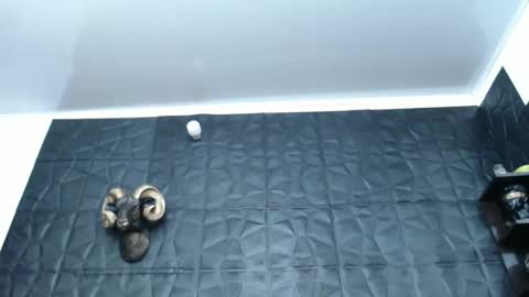 Hanna  online show from February 5, 4:59 am