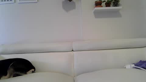 Badblondebunny online show from January 17, 11:45 pm