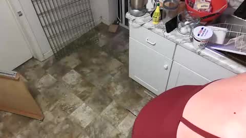 Highnesscali37 online show from February 19, 11:38 am