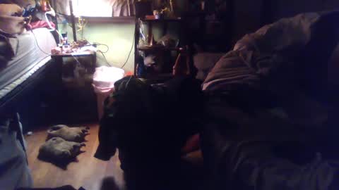 indigo_scorpio online show from March 4, 2:06 am