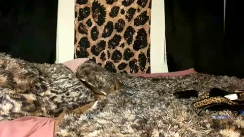 jeddahdolly online show from November 28, 12:24 am