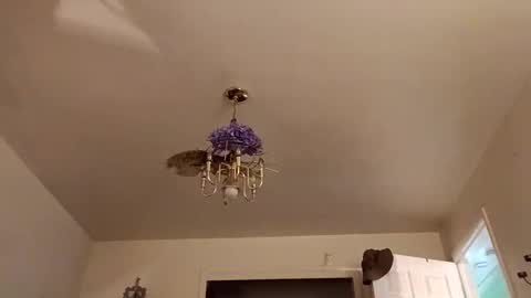 lacybell online show from October 3, 6:29 am