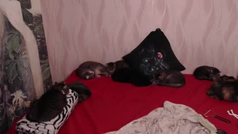 Olivia online show from February 14, 10:25 pm