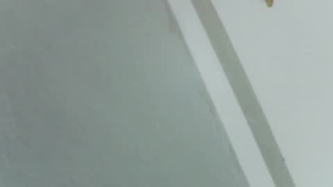 Rose online show from November 14, 8:25 am