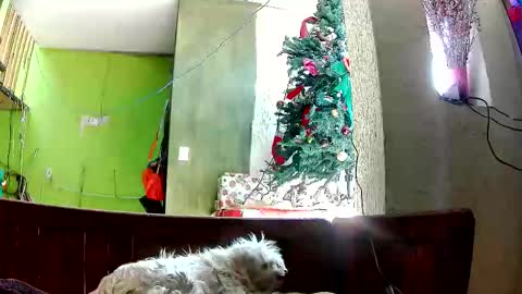 ruby  chocoholic cakeholic coffeeholic cookieholic online show from December 22, 7:28 pm