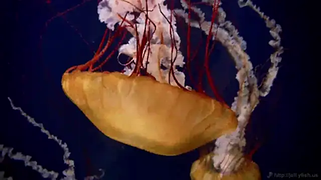 streamy test11 online show from March 2, 7:48 am