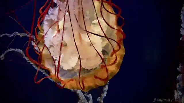 streamy test11 online show from January 16, 9:05 am