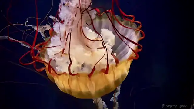 streamy test12 online show from April 28, 11:47 am