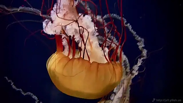 streamy test12 online show from October 30, 4:08 pm