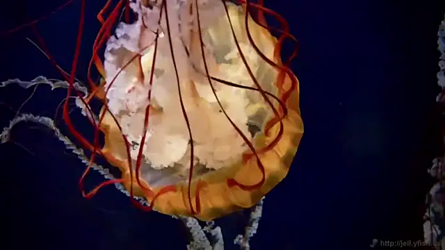 streamy test12 online show from April 16, 2:28 pm