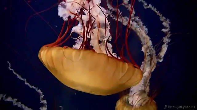 streamy test15 online show from March 27, 8:37 am