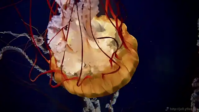 streamy test15 online show from March 11, 12:31 pm