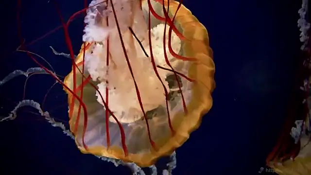 streamy test15 online show from September 18, 8:57 am