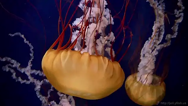 streamy test15 online show from October 2, 9:03 am