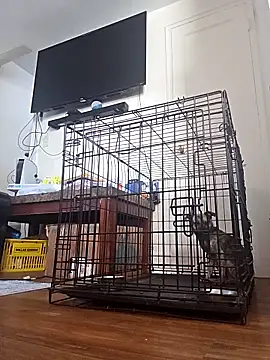 Tricky-Dicky online show from April 16, 5:45 pm