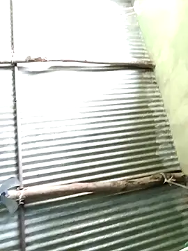 Haliya88 online show from February 14, 7:43 am