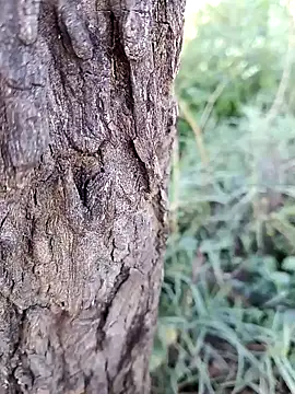 Nenshibaby online show from February 26, 2:21 am