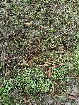 Shivanisingh4 online show from March 30, 2:00 am