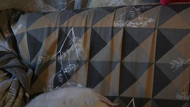 -AyeshaSinghania- online show from September 23, 11:19 am